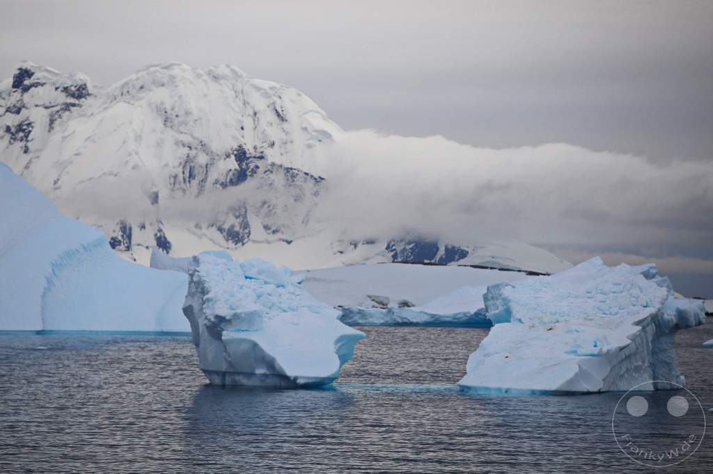 Antarktis - Cuverville Island