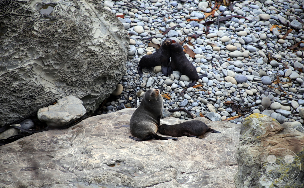 New Zealand South Island - Kaikoura Seal Colony - Half Moon Bay