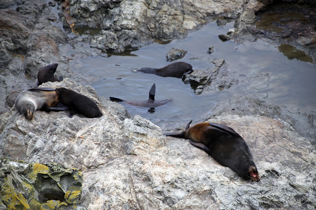 New Zealand South Island - Kaikoura Seal Colony - Half Moon Bay