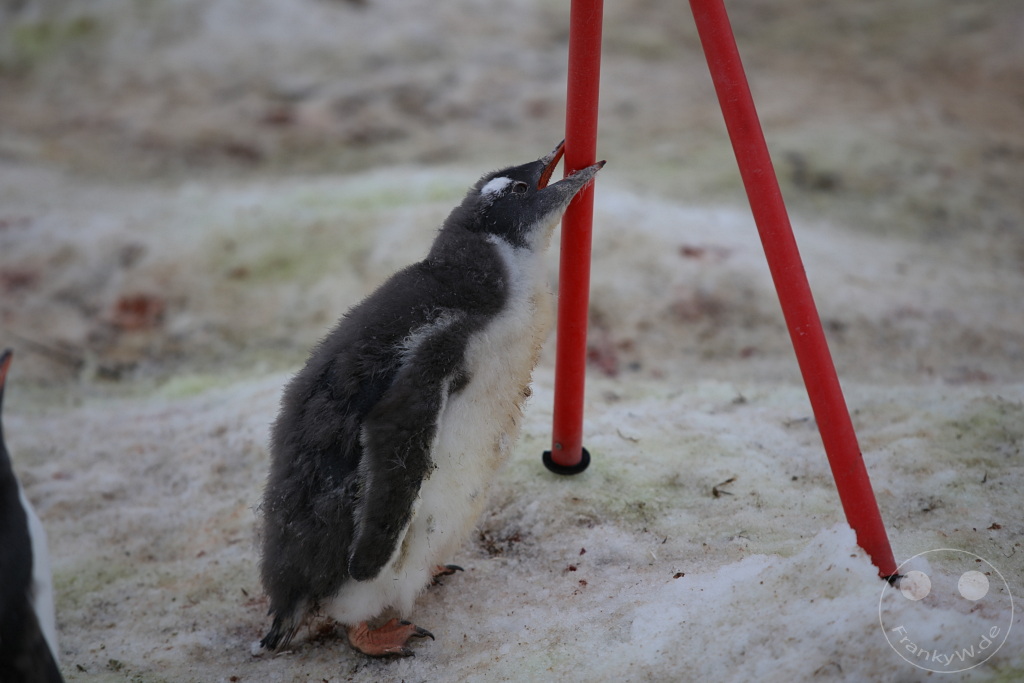 Antarktis - Cuverville Island