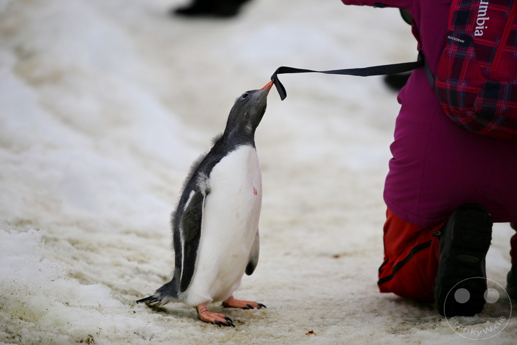 Antarktis - Cuverville Island