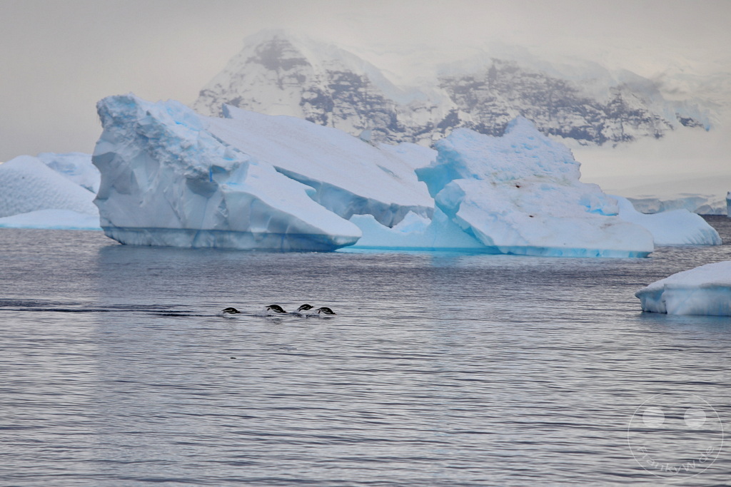 Antarktis - Cuverville Island