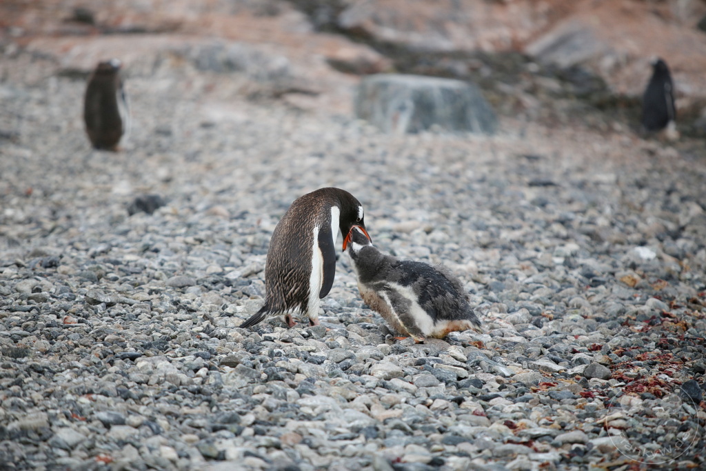 Antarktis - Cuverville Island