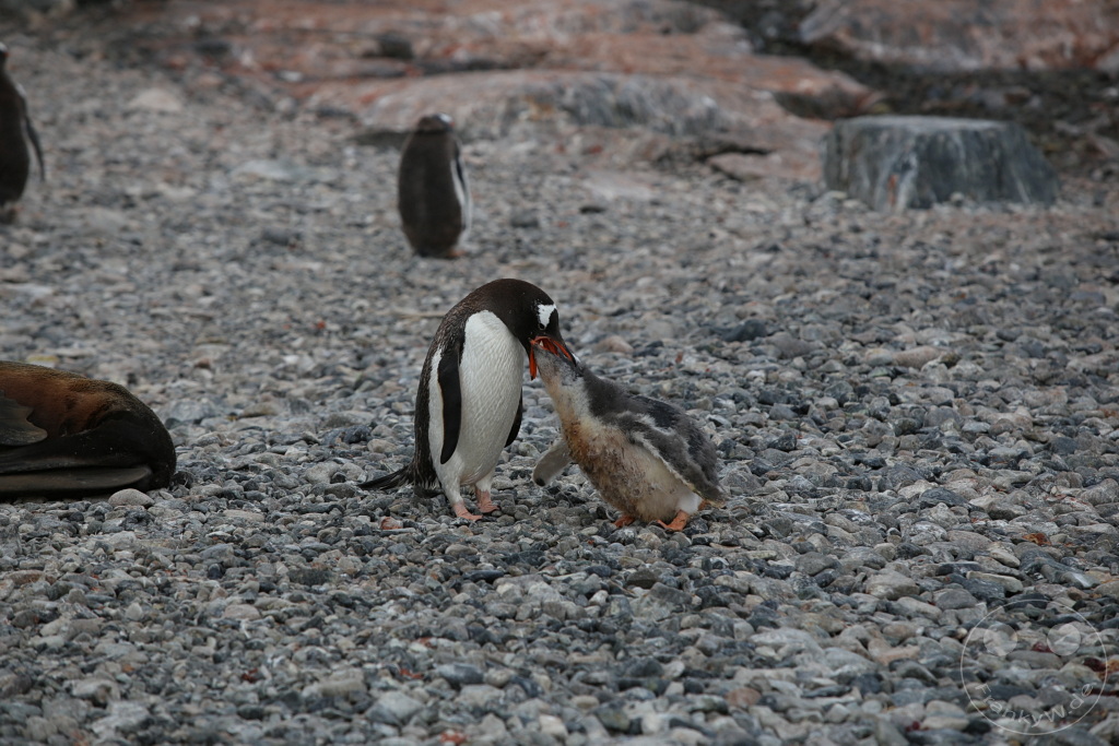 Antarktis - Cuverville Island