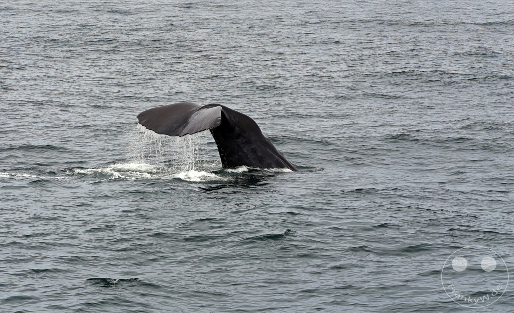 New Zealand South Island - Whale Watching - Kaikoura
