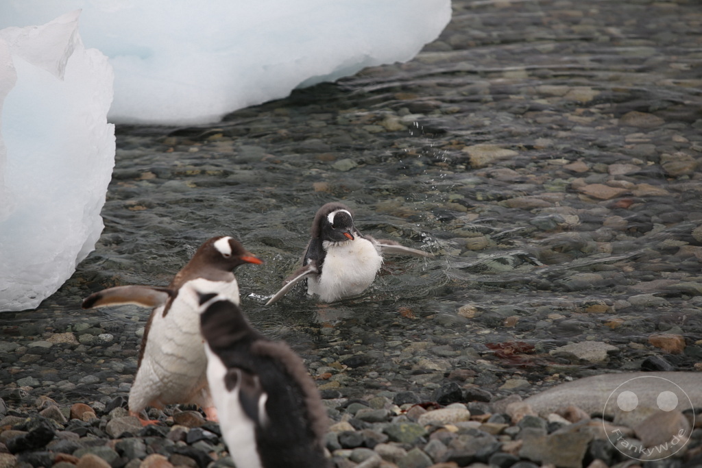 Antarktis - Cuverville Island