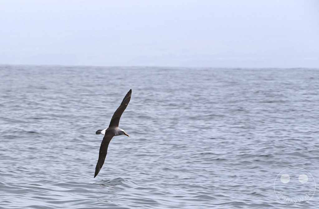 New Zealand South Island - Whale Watching - Kaikoura