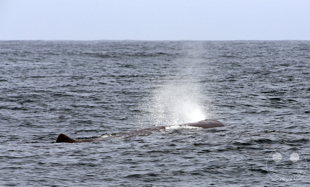 New Zealand South Island - Whale Watching - Kaikoura