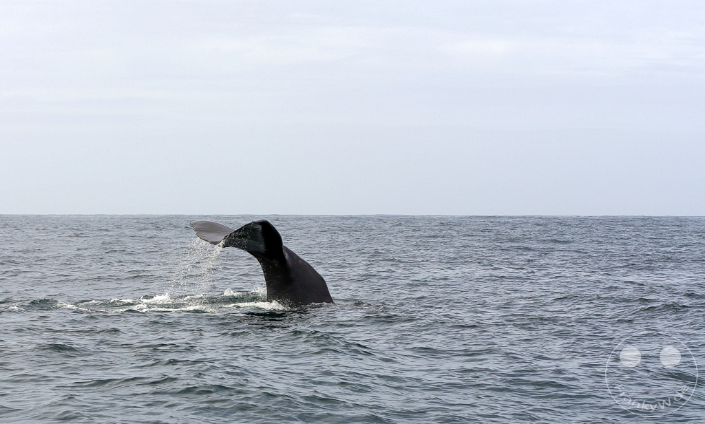 New Zealand South Island - Whale Watching - Kaikoura