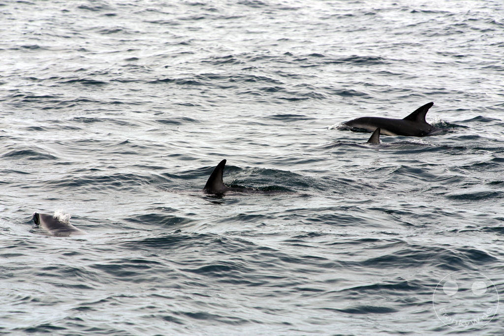 New Zealand South Island - Whale Watching - Kaikoura