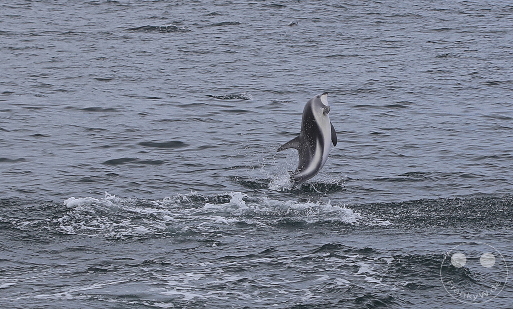 New Zealand South Island - Whale Watching - Kaikoura