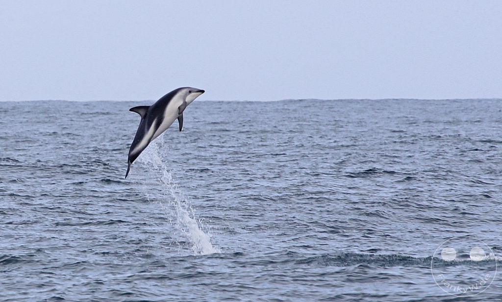New Zealand South Island - Whale Watching - Kaikoura