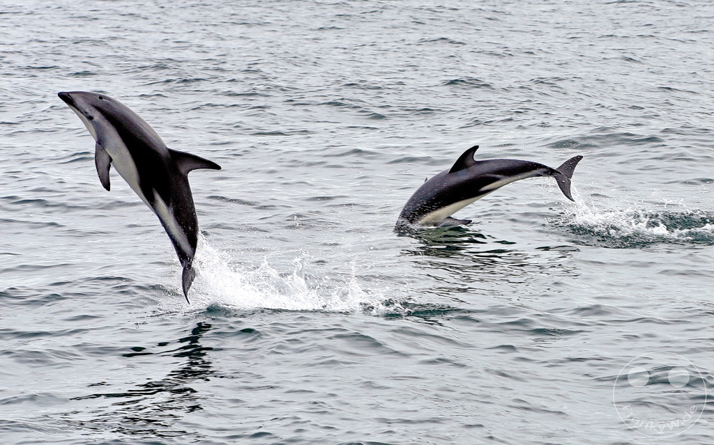 New Zealand South Island - Whale Watching - Kaikoura