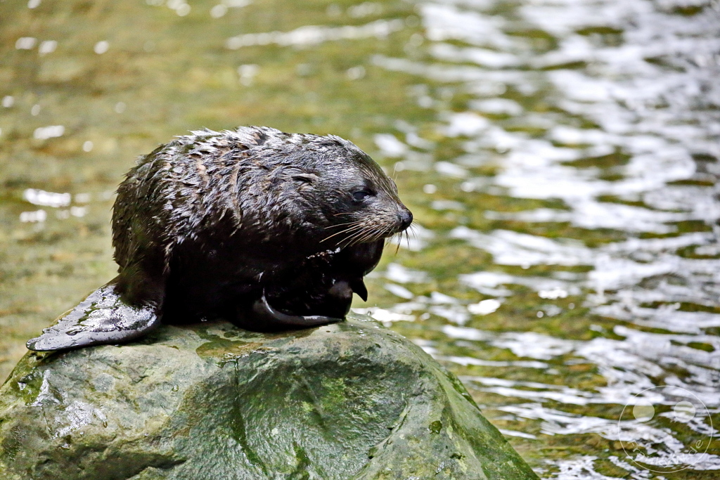 New Zealand South Island - Ohau Stream Walkway and Waterfall