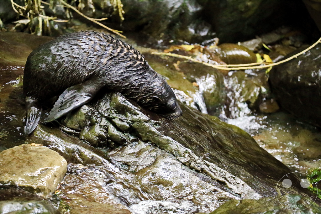 New Zealand South Island - Ohau Stream Walkway and Waterfall