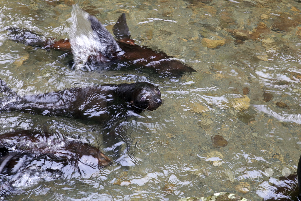 New Zealand South Island - Ohau Stream Walkway and Waterfall