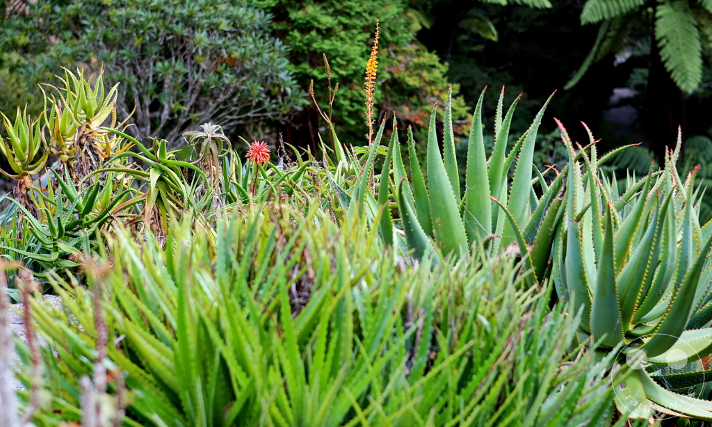 New Zealand North Island - Wellington - Botanic Garden