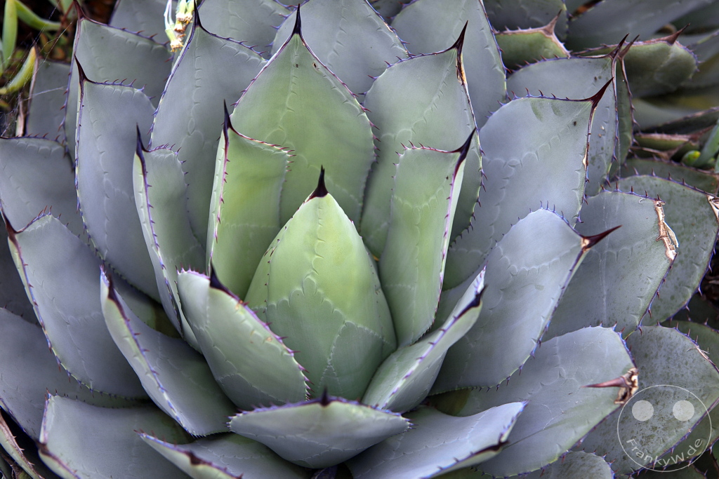 New Zealand North Island - Wellington - Botanic Garden