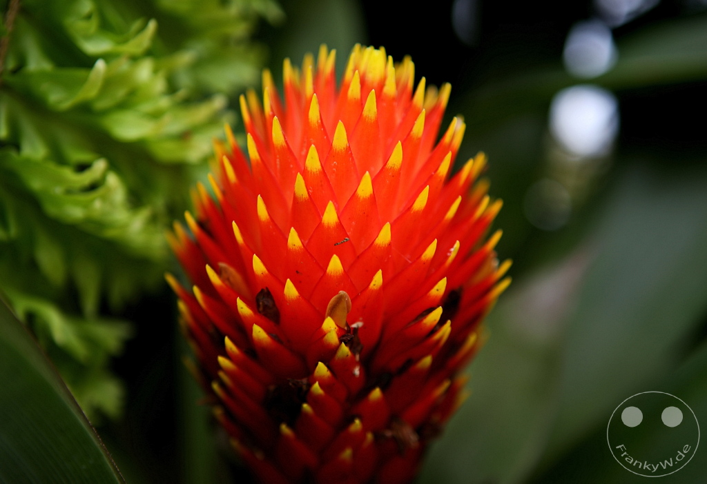 New Zealand North Island - Wellington - Botanic Garden