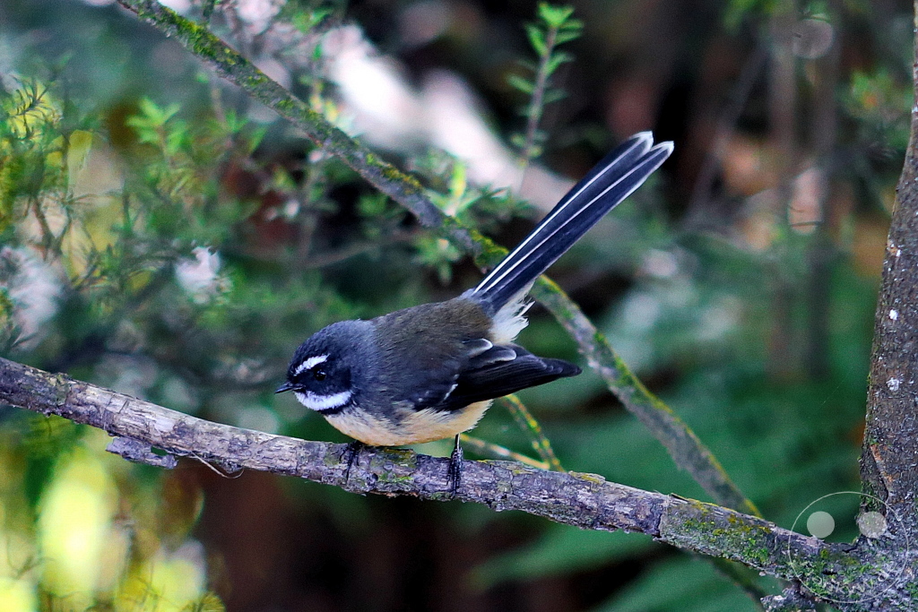 New Zealand North Island - Waimangu Volcanic Valley - Bird
