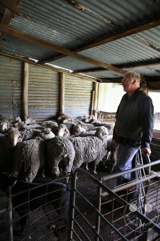 Australia - Kangaroo Island - Sheep farming