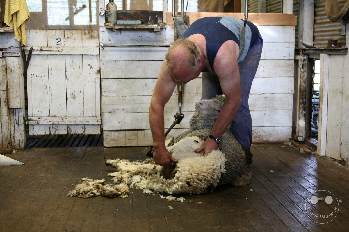 Australia - Kangaroo Island - Sheep shearing