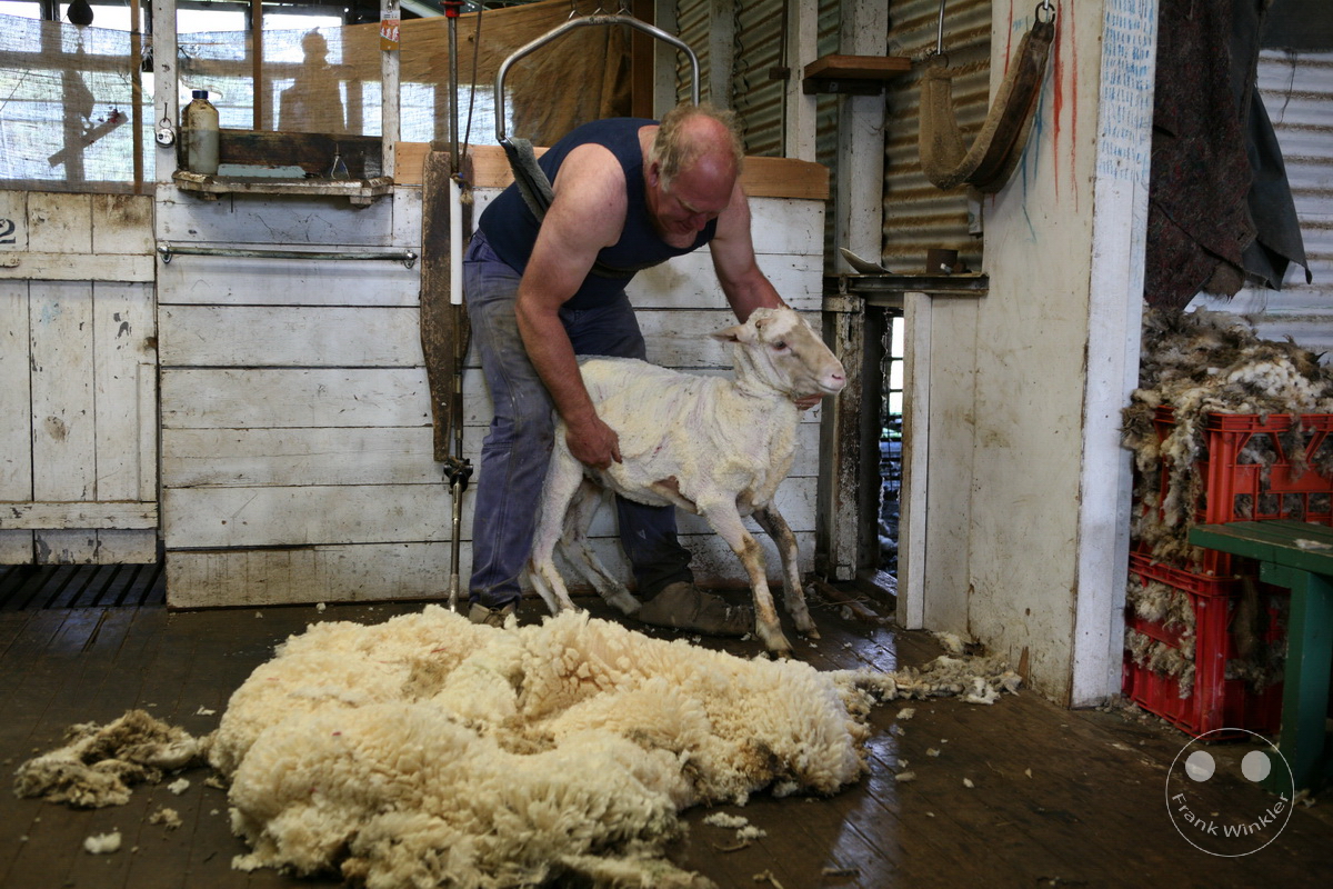 Australia - Kangaroo Island - Sheep shearing - Sheep wool