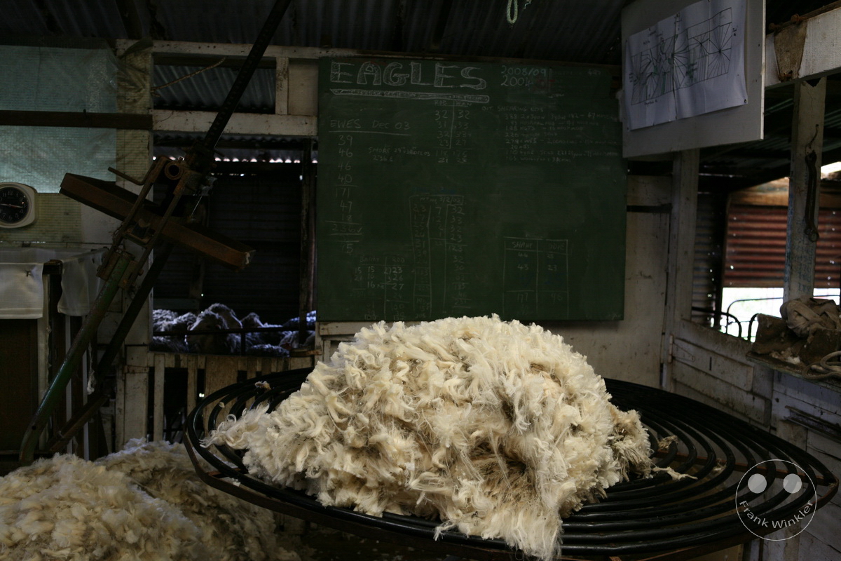 Australia - Kangaroo Island - Sheep wool