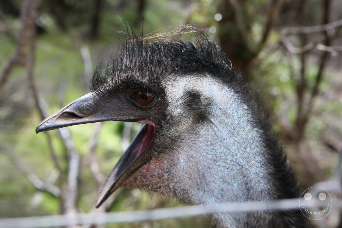 Australia - Kangaroo Island - Kangaroo Island Wildlife Park - Emu
