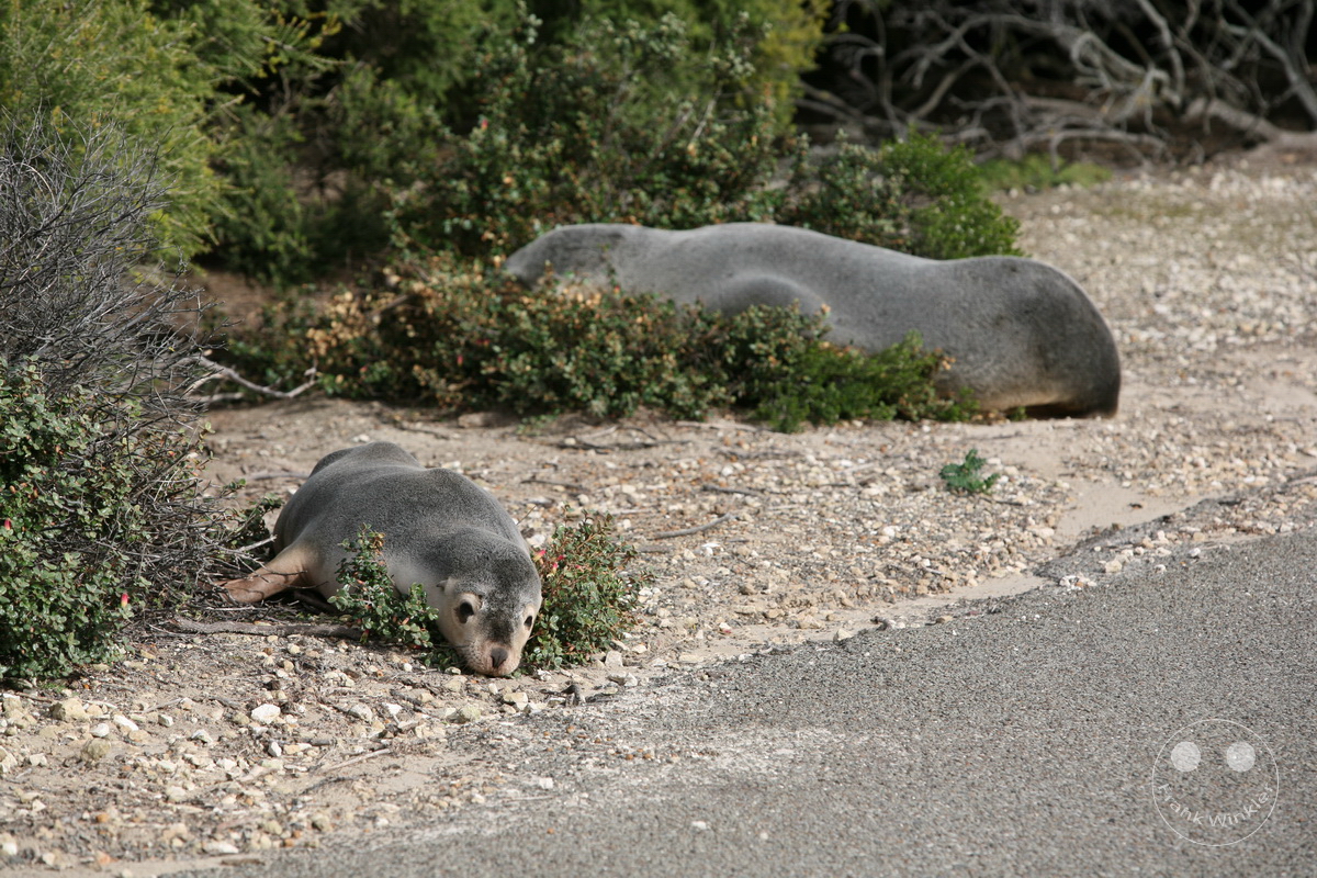 Australia - Kangaroo Island - Seal Bay Conservation Park - seals
