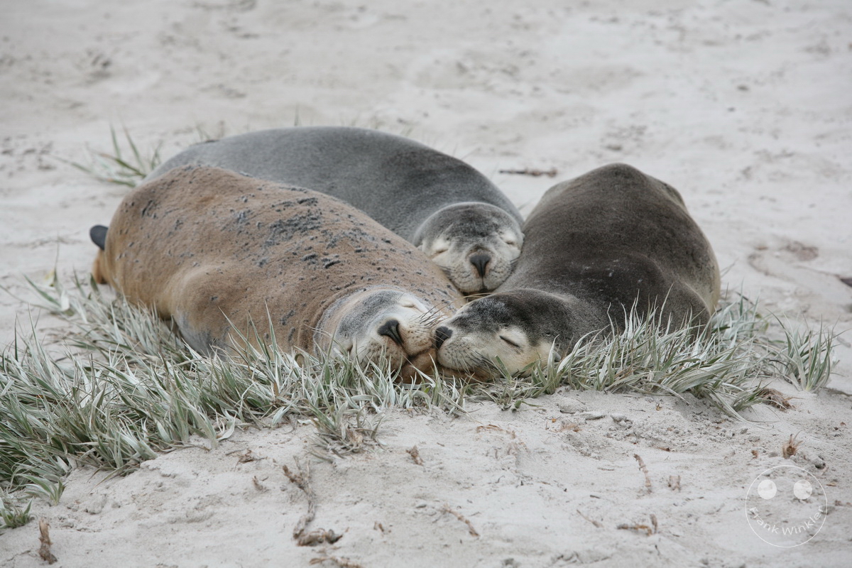 Australia - Kangaroo Island - Seal Bay Conservation Park - seals
