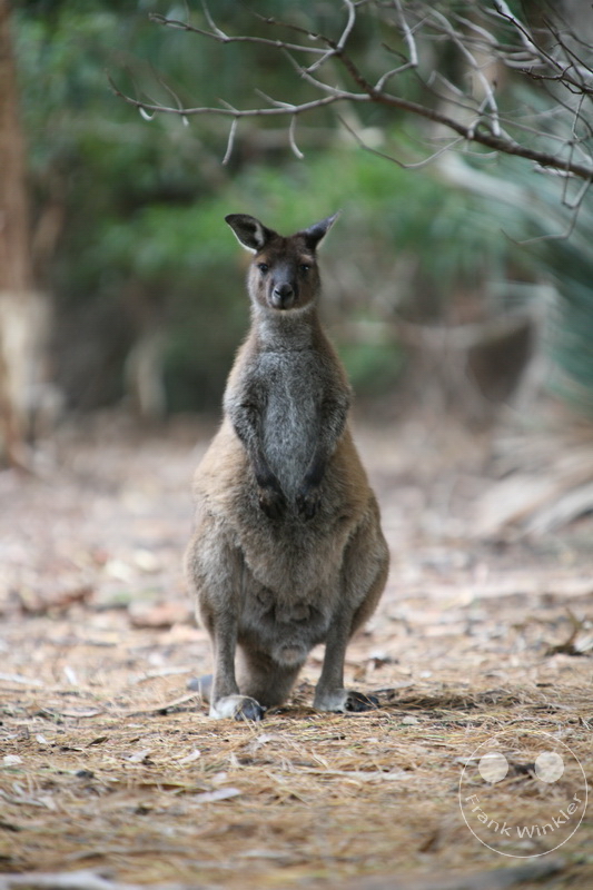 Australia - Kangaroo Island - Kangaroo Island Wildlife Park - Kangaroo