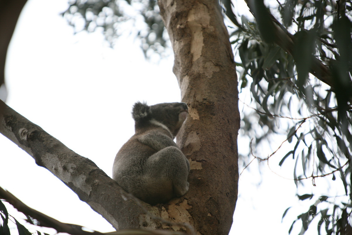 Australia - Kangaroo Island - Kangaroo Island Wildlife Park - Koala