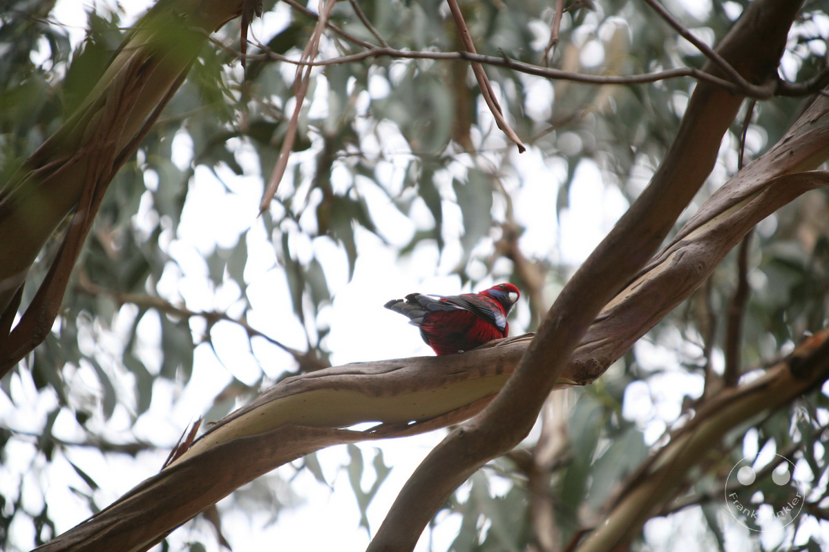 Australia - Kangaroo Island - Kangaroo Island Wildlife Park - Crimson Rosella