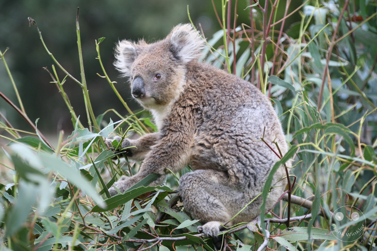 Australia - Kangaroo Island - Koala