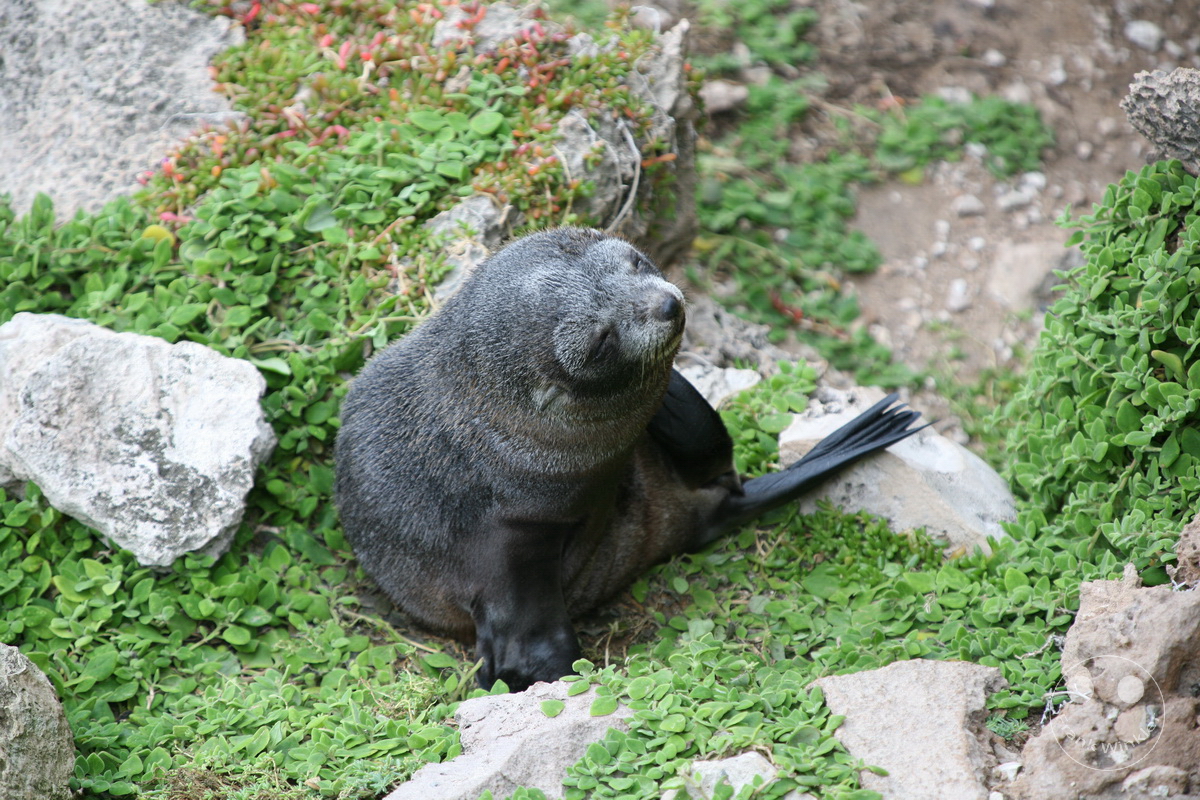 Australia - Kangaroo Island - Seal Bay Conservation Park - seal baby