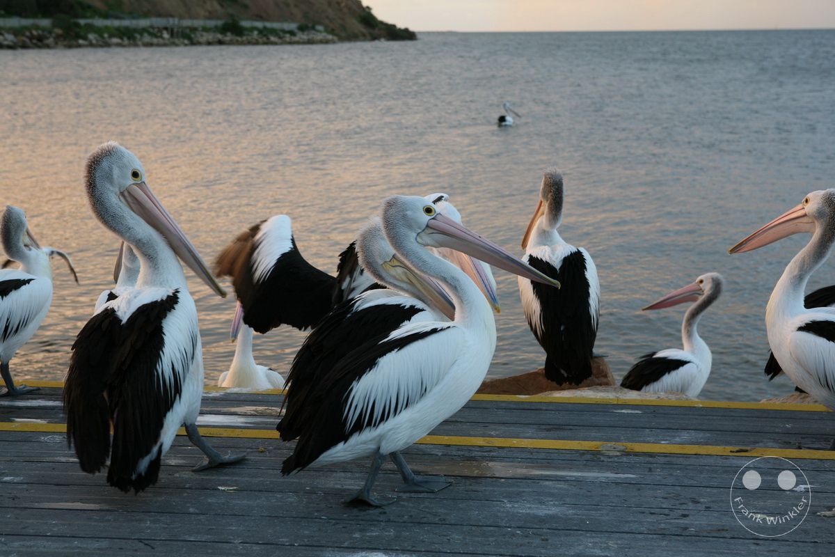 Australia - Kangaroo Island - Kingscote - Pelican feeding