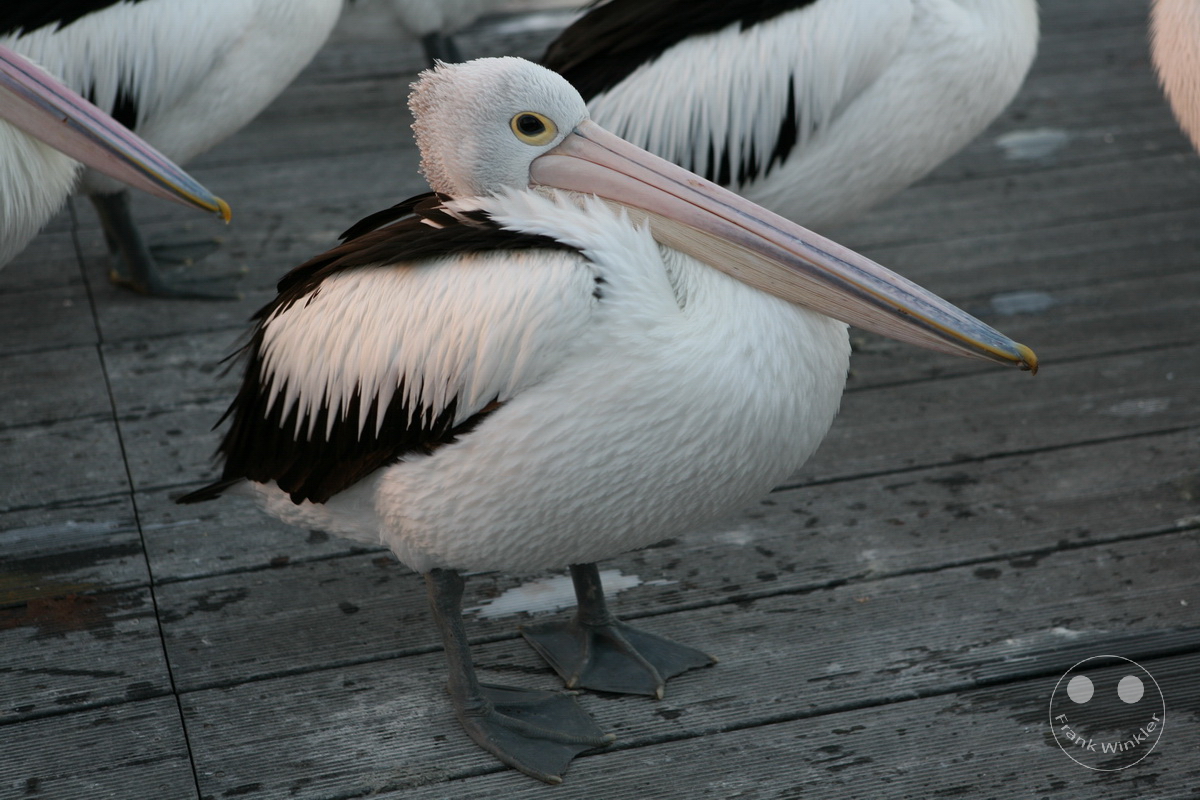 Australia - Kangaroo Island - Kingscote - Pelican feeding