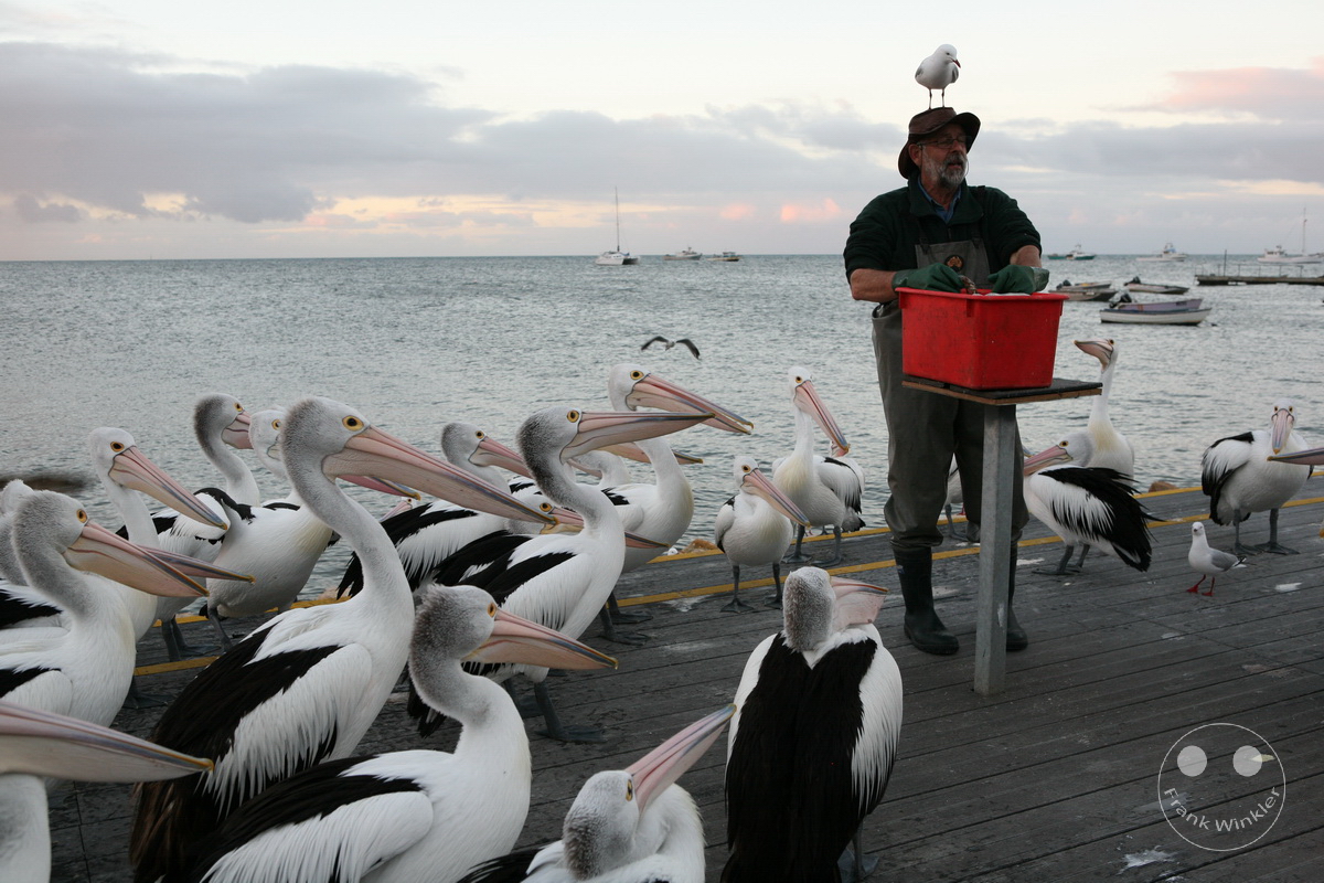Australia - Kangaroo Island - Kingscote - Pelican feeding