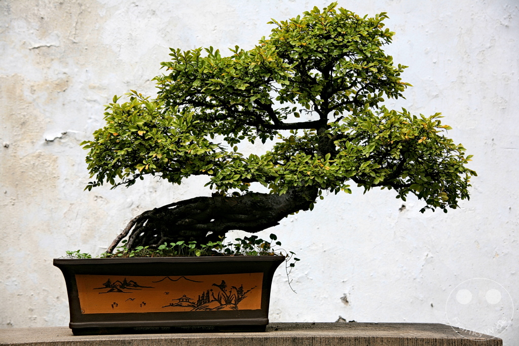 China -  Suzhou - Master of the Nets Garden