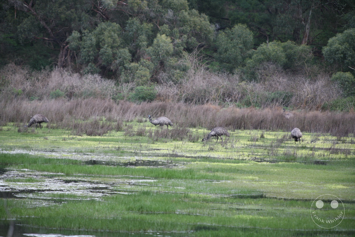 Australia - Victoria - Tower Hill Wildlife Reserve