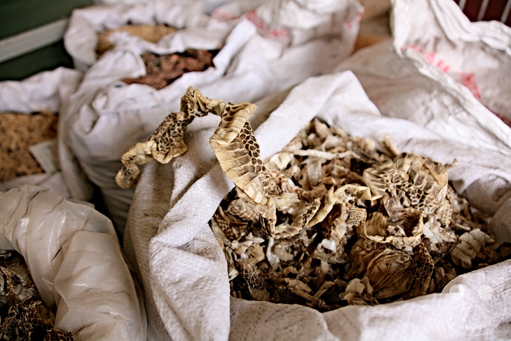 China - Xi'an - snake skin