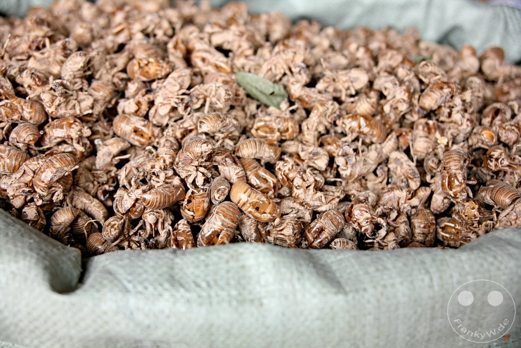 China - Xi'an - dried bees