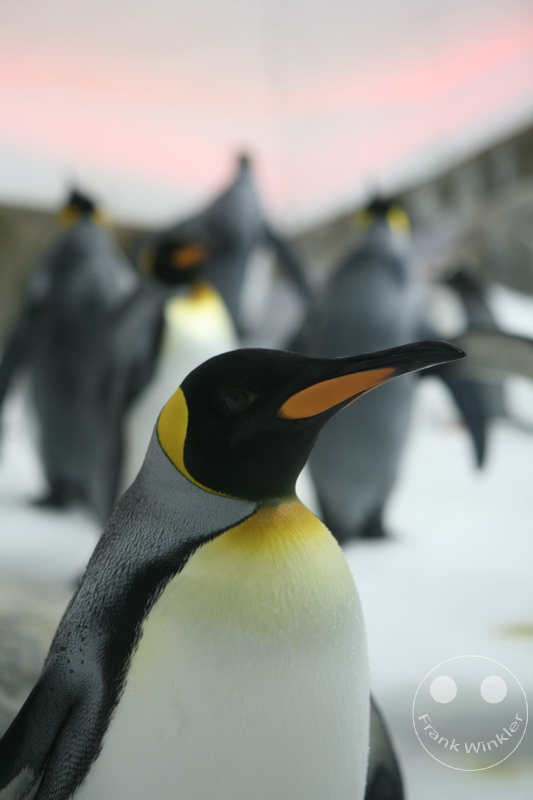Australia - Melbourne - SEA LIFE Melbourne Aquarium