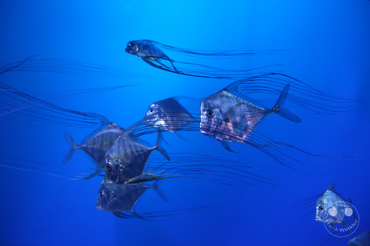Australia - Melbourne - SEA LIFE Melbourne Aquarium