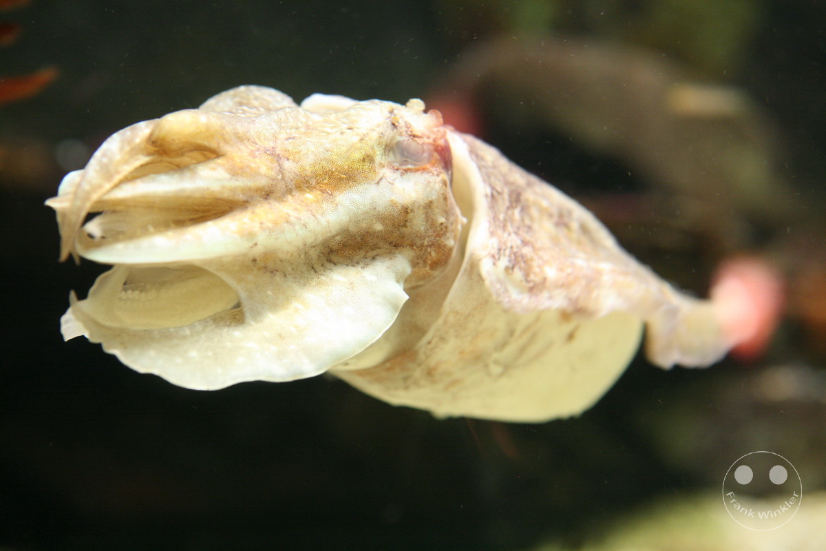 Australia - Melbourne - SEA LIFE Melbourne Aquarium