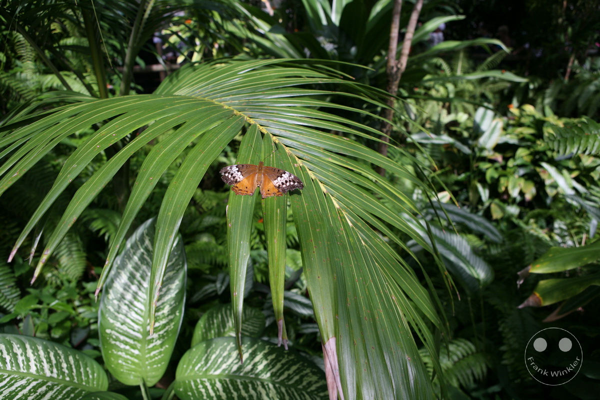 Australia - Queensland - Kuranda - Butterfly Sanctuary