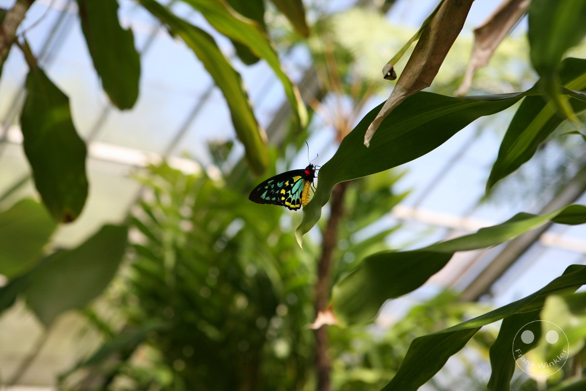 Australia - Queensland - Kuranda - Butterfly Sanctuary