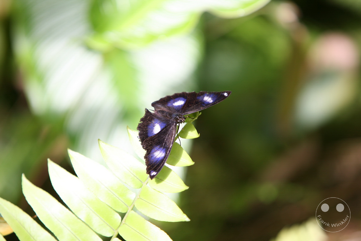 Australia - Queensland - Kuranda - Butterfly Sanctuary