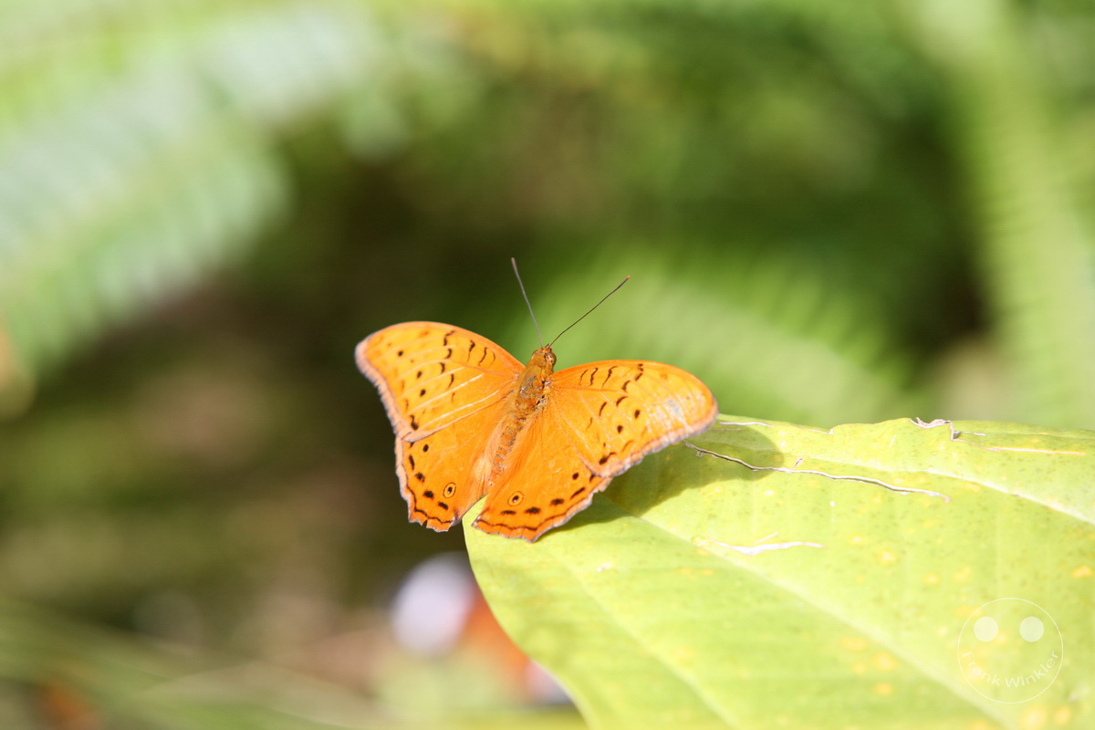 Australia - Queensland - Kuranda - Butterfly Sanctuary